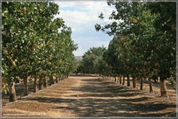 Piztazienplantage bei Bowie, AZ