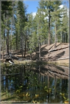 Lilly Ponds Trail / Lassen Volcanic NP