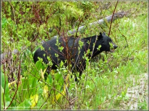 Black Bear in Wells Gray PP