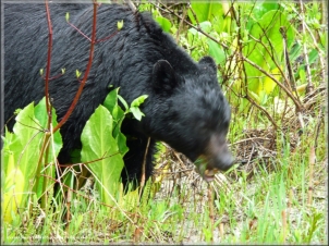 Black Bear in Wells Gray PP