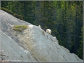 Mountain Goats @ Mount Kerkeslin / Icefields Parkway