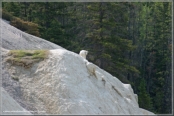 Mountain Goats @ Mount Kerkeslin / Icefields Parkway