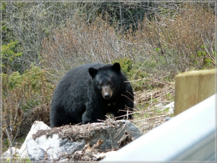 Black Bear @  Icefields Parkway