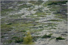 Grizzly @ St. Mary Lake