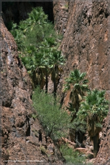 Palm Canyon