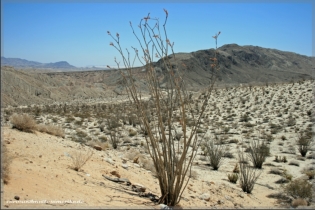 Anza Borrego Desert